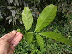 Dysoxylum arborescens