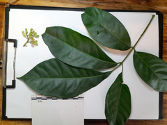 Dysoxylum arborescens