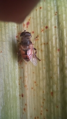 Eristalis tenax