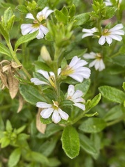 Scaevola