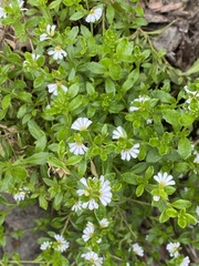 Scaevola