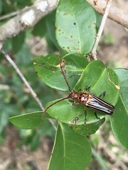 Oxymerus