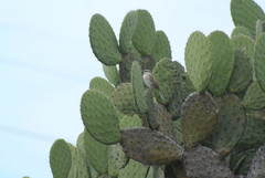 Campylorhynchus jocosus