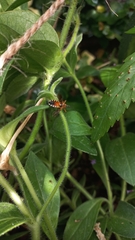 Cosmoclopius nigroannulatus