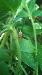 Cosmoclopius nigroannulatus