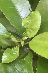Aceria melicyti