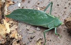 Stilpnochlora azteca