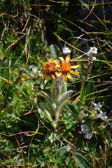 Tephroseris integrifolia capitata