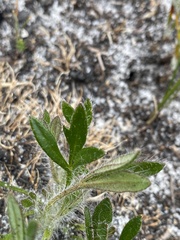 Xanthosia