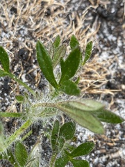 Xanthosia