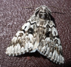 Panthea acronyctoides