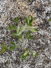 Xanthosia