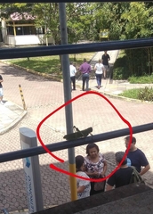 Tropidacris cristata grandis