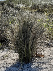 Sporobolus pumilus
