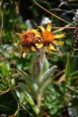 Tephroseris integrifolia capitata