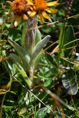 Tephroseris integrifolia capitata