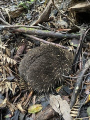 Tachyglossus aculeatus setosus