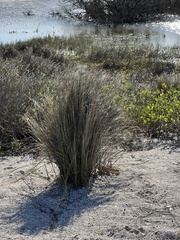 Sporobolus pumilus