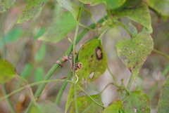 Smilax rotundifolia
