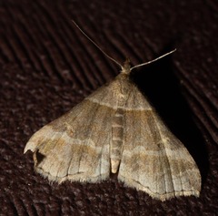 Phalaenophana pyramusalis