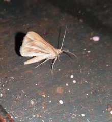 Chiasmia turbulentata