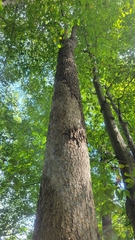 Magnolia acuminata