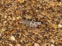 Spharagemon cristatum