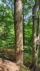 Magnolia acuminata