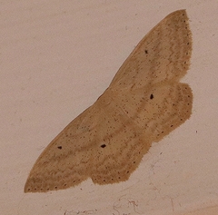 Scopula perlata