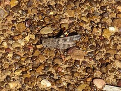 Spharagemon cristatum