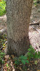 Magnolia acuminata