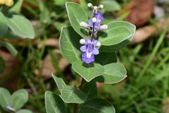 Vitex rotundifolia