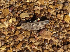 Spharagemon cristatum