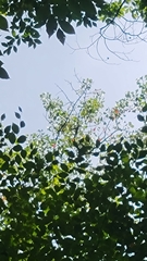 Magnolia acuminata
