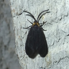 Acoloithus falsarius