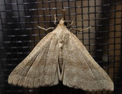 Phalaenostola metonalis