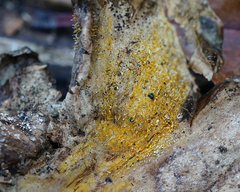 Gliocladium polyporicola