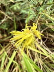 Mimoseae
