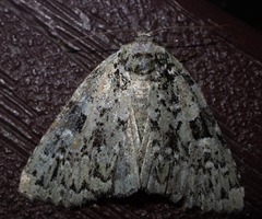 Leuconycta diphteroides
