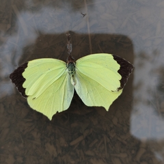 Abaeis salome jamapa