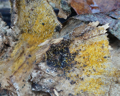 Gliocladium polyporicola