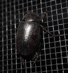 Melolonthinae