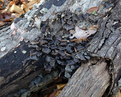 Gliocladium polyporicola