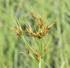 Rhynchospora macrostachya