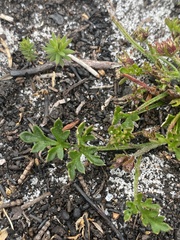 Xanthosia