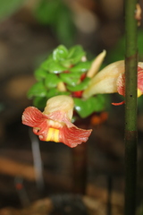 Costus claviger