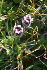 Erigeron uniflorus