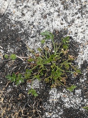 Xanthosia
