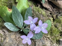 Pseuderanthemum