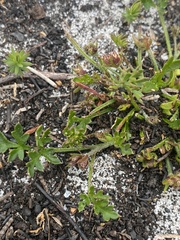 Xanthosia